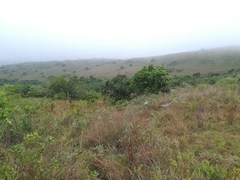 Lasiosiphon capitatus