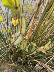 Flaveria chlorifolia