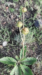 Berkheya radula
