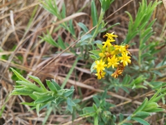 Lasiosiphon capitatus