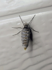 Alsophila pometaria