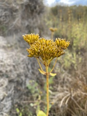 Flaveria chlorifolia