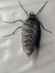 Alsophila pometaria