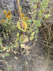 Flaveria chlorifolia