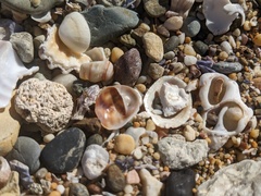 Bostrycapulus pritzkeri