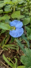 Commelina erecta