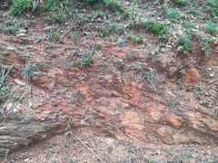 Lasiosiphon capitatus