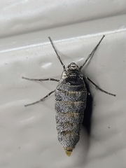 Alsophila pometaria