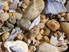 Phycothais reticulata