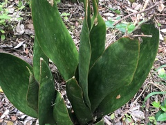 Sansevieria