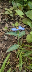 Commelina erecta