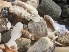 Pseudamycla dermestoidea