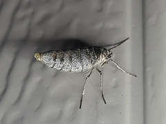 Alsophila pometaria