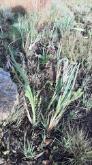 Hypoxis rigidula