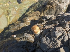 Nerita plicata