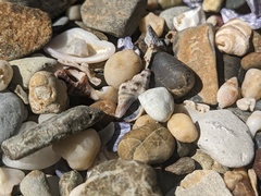 Phycothais reticulata