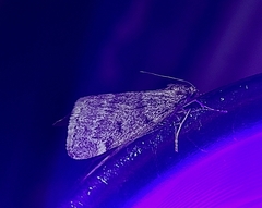 Alsophila pometaria
