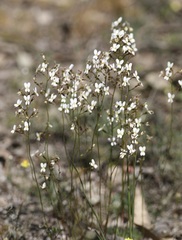 Stylidium piliferum