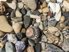 Bembicium nanum