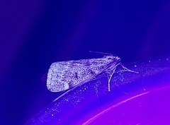 Alsophila pometaria