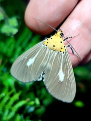 Asota canaraica