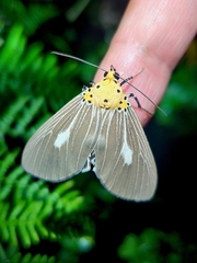 Asota canaraica