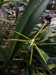 Epidendrum nocturnum
