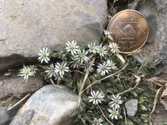 Stellaria depressa