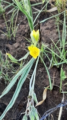 Hypoxis rigidula