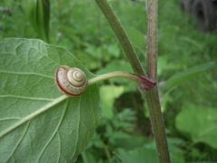 Fruticicola fruticum