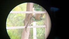 Funambulus palmarum