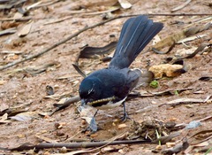 Rhipidura leucophrys leucophrys