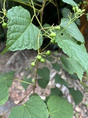 Ampelopsis glandulosa hancei