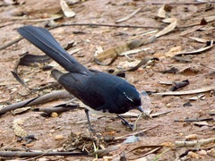 Rhipidura leucophrys leucophrys