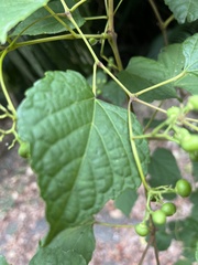 Ampelopsis glandulosa hancei
