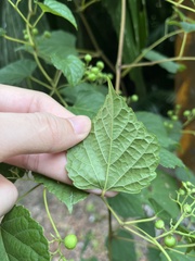Ampelopsis glandulosa hancei