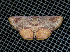 Chrysocraspeda plumbeofusa