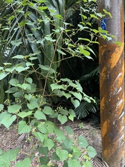 Ampelopsis glandulosa hancei