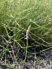 Spiranthes australis