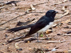 Rhipidura leucophrys leucophrys