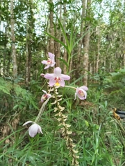 Spathoglottis pacifica
