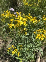 Senecio eremophilus