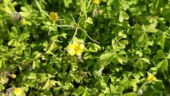 Oxalis laxa