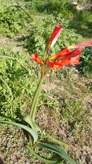 Zephyranthes phycelloides