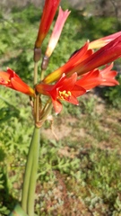 Zephyranthes phycelloides