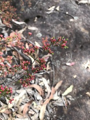 Micromyrtus ciliata