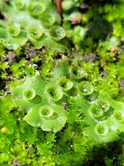 Marchantia