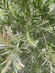 Melaleuca paludicola
