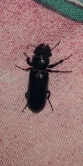 Polycaon
