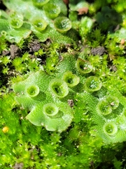 Marchantia